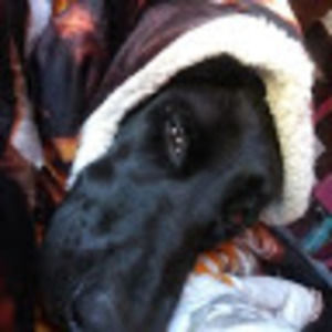 Meet your Posher, Susan